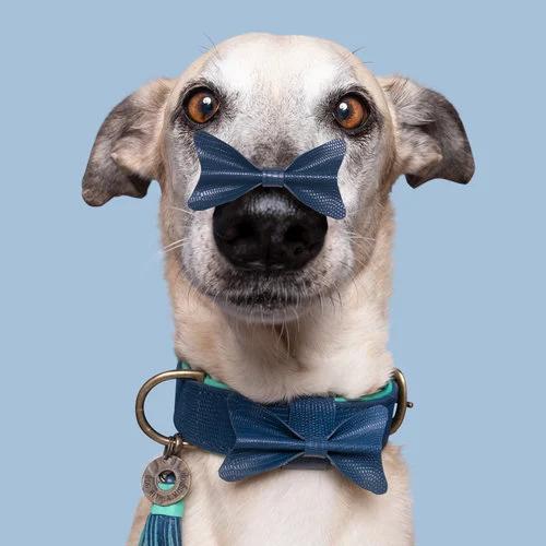 Buster Dog Collar Small