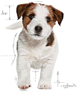 Royal Canin Size Health Nutrition Mini Puppy 2Kg Dog Dry Food